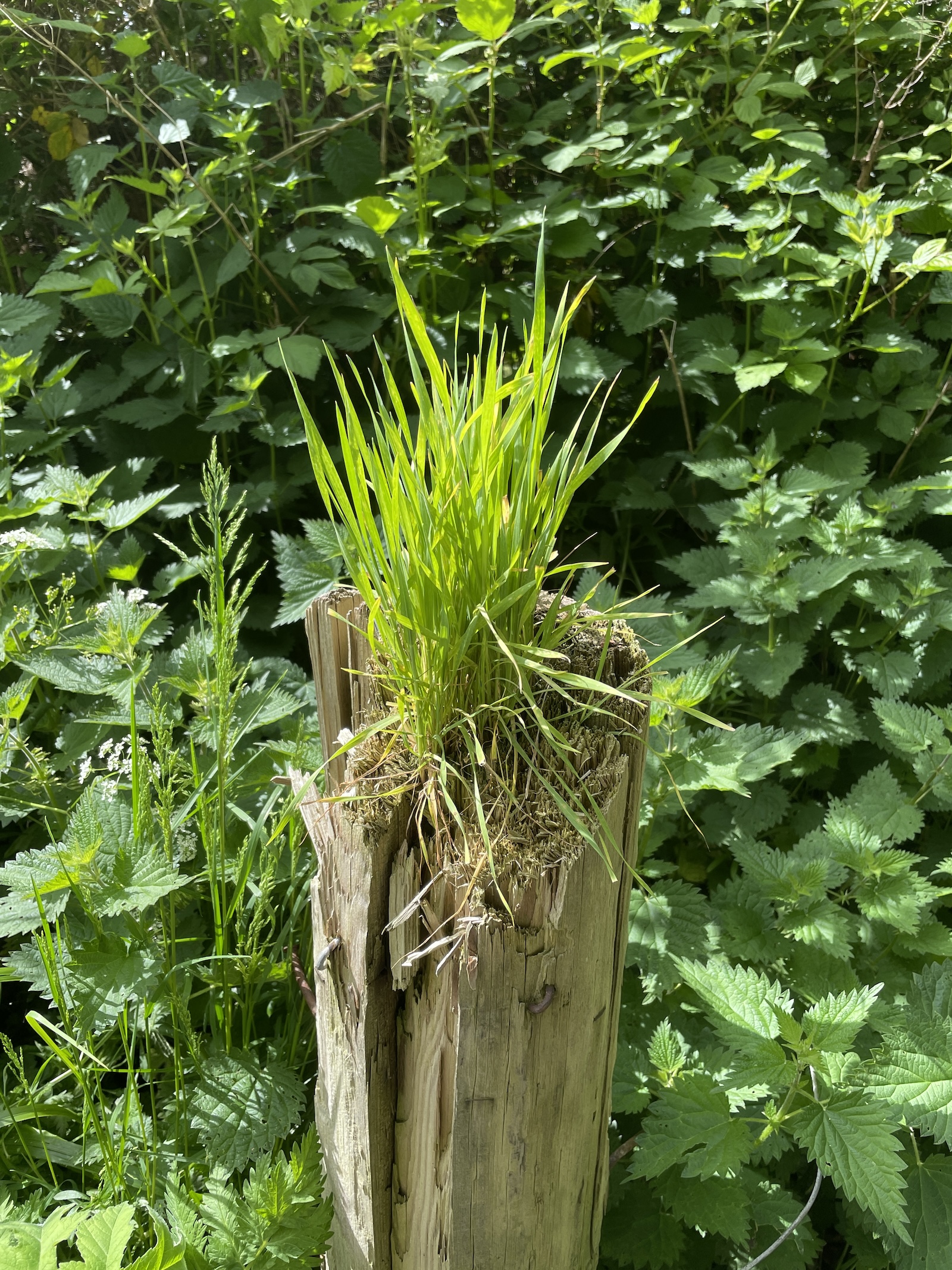 The image shows grass growing out of a dead wooden pole, representing that we solving today's problems, we cannot use the same thinking we used when we created them - we need different thinking.